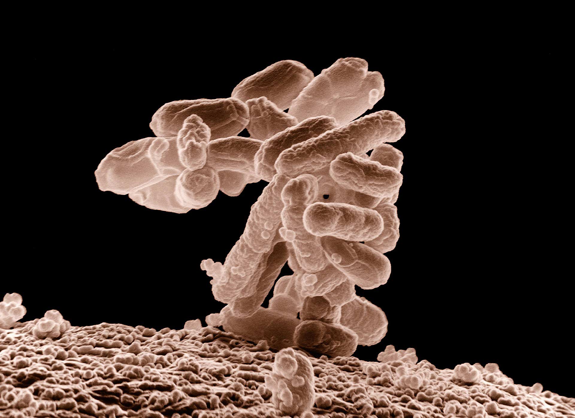 E. Coli bacterium