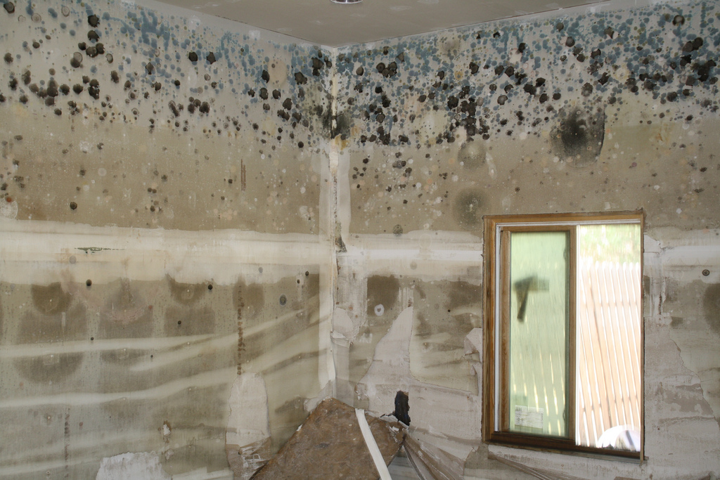 An extremely moldy room